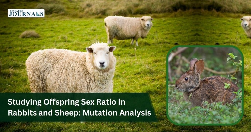 Studying Offspring Sex Ratio In Rabbits And Sheep Mutation Analysis