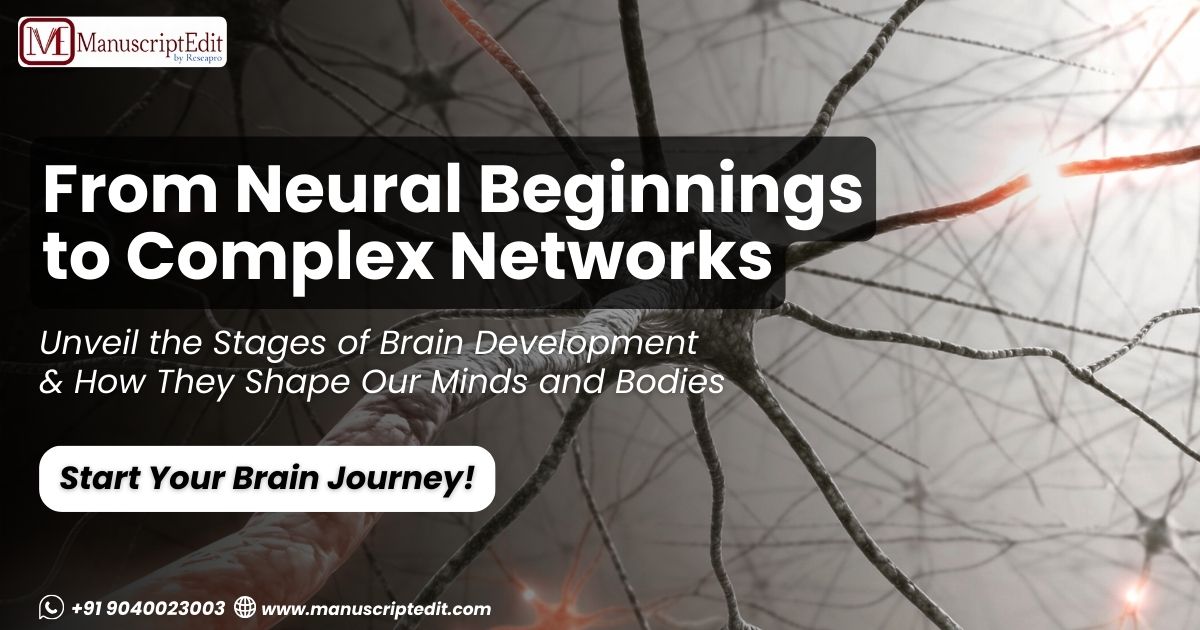 From Neural Beginnings to Complex Networks Endings: Unravelling the Genesis of the Brain and Nervous System