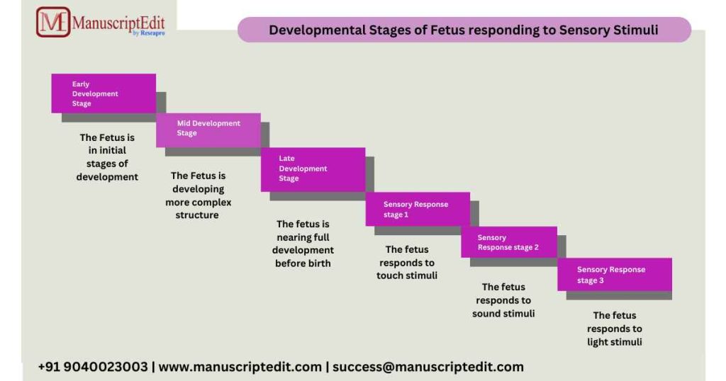 developmental stages of fetus responding to external stimuli