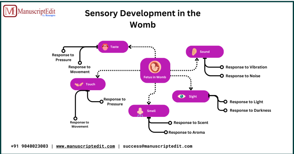 sensory development in womb